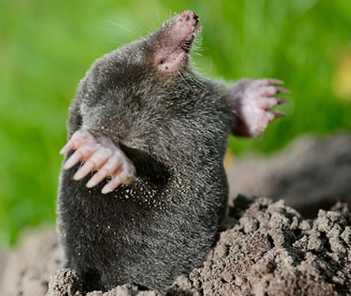 Mole Problems? What to Do About These Common Pittsburgh Pests | Superior  Lawn Care