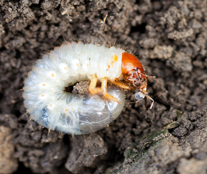 How do I know if I have Active Grubs or Grub Damage?