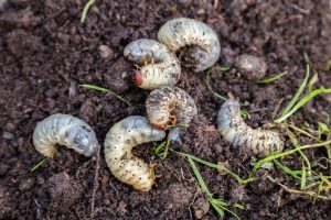 How do I know if I have active grubs or grub damage?