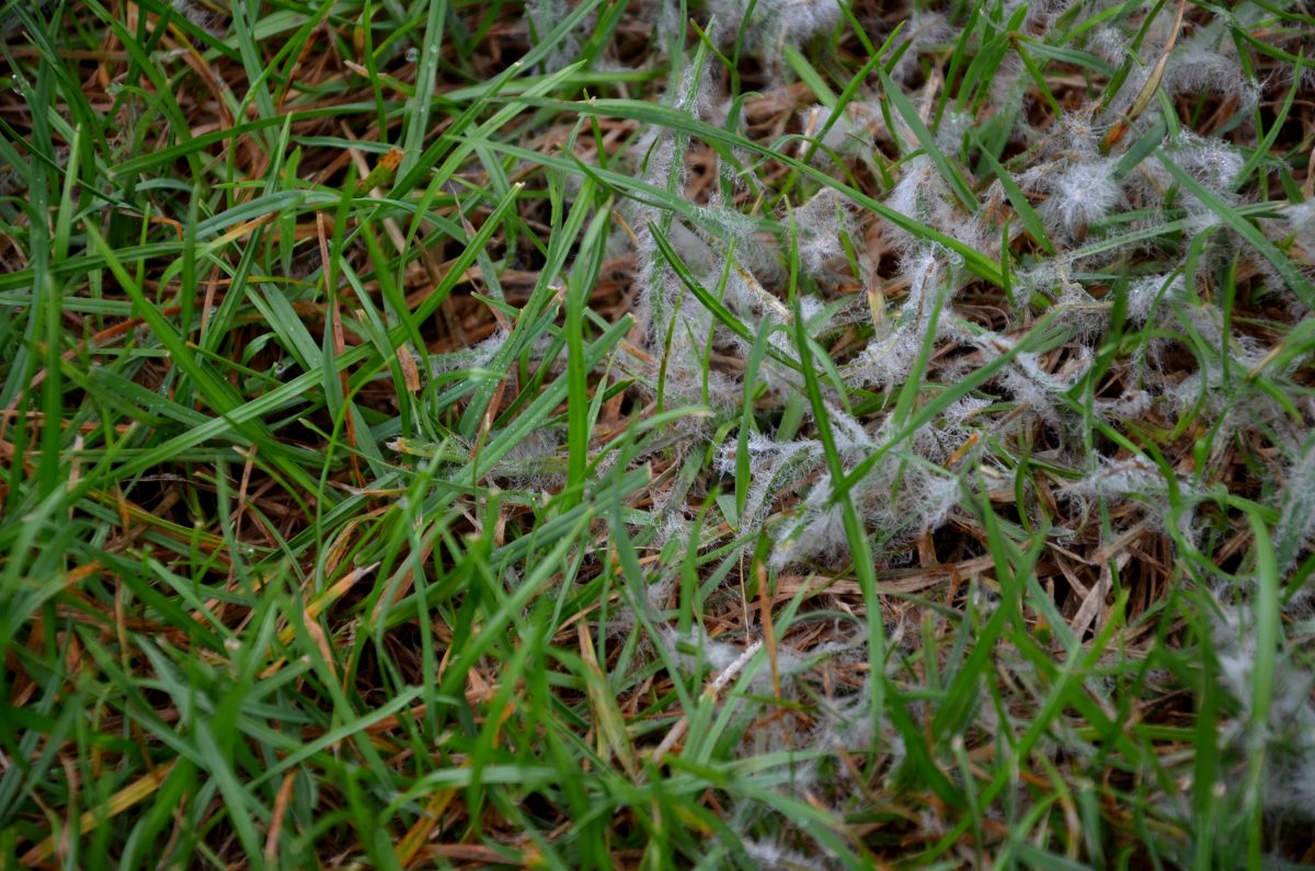 Snow Mold