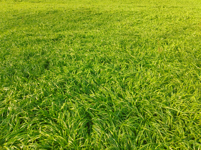 Best Grass Types for Pittsburgh Lawns & When to Seed Them | Superior Lawn Care Best Grass Types for Pittsburgh Lawns & When to Seed Them