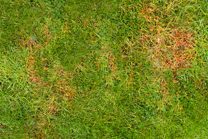 When Do Grubs Start Becoming a Problem in Pennsylvania | Superior Lawn Care When Do Grubs Start Becoming a Problem in Pennsylvania