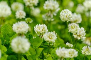 Top 10 Weeds in Pittsburgh Lawns A Local Identification Guide