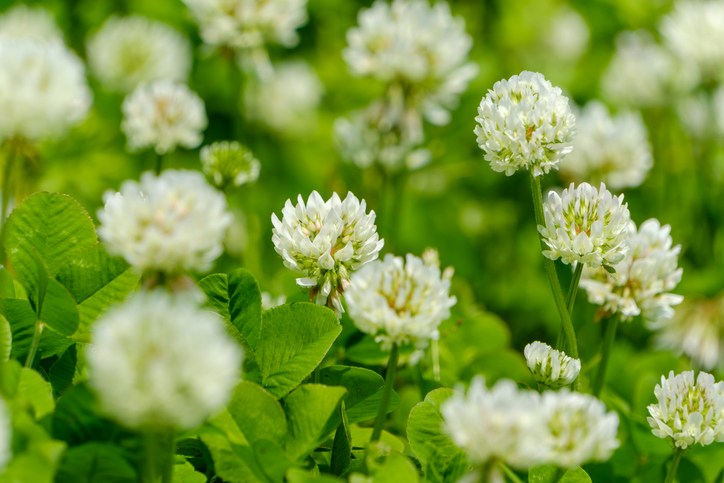 Top 10 Weeds in Pittsburgh Lawns A Local Identification Guide | Superior Lawn Care Top 10 Weeds in Pittsburgh Lawns A Local Identification Guide