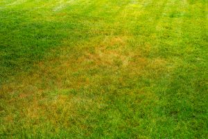 A Local’s Guide to Pest, Weed & Disease Control for Western PA Lawns