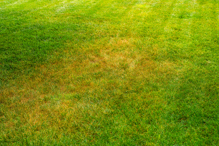 A Local’s Guide to Pest, Weed & Disease Control for Western PA Lawns | Superior Lawn Care A Local’s Guide to Pest, Weed & Disease Control for Western PA Lawns