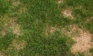 Early Signs of Lawn Disease to Watch for in Late Spring
