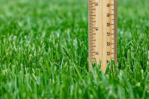 Wooden ruler standing upright in green grass, measuring height around 23 cm (approximately).