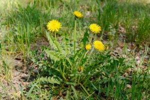 Is It Safe to Treat Weeds as Temperatures Start Rising