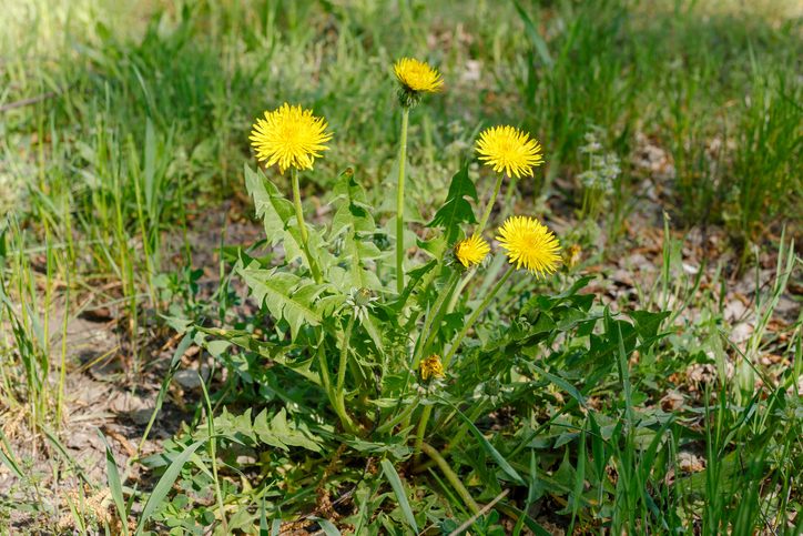Is It Safe to Treat Weeds as Temperatures Start Rising | Superior Lawn Care Is It Safe to Treat Weeds as Temperatures Start Rising