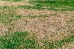 Patchy lawn with green and brown dry patches scattered across the grass area.
