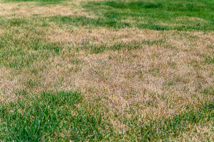 Superior Lawn Care Advises Western Pennsylvania Homeowners to Diagnose Brown Grass Before Planning Fall Lawn Repairs | Superior Lawn Care Patchy lawn with green and brown dry patches scattered across the grass area.